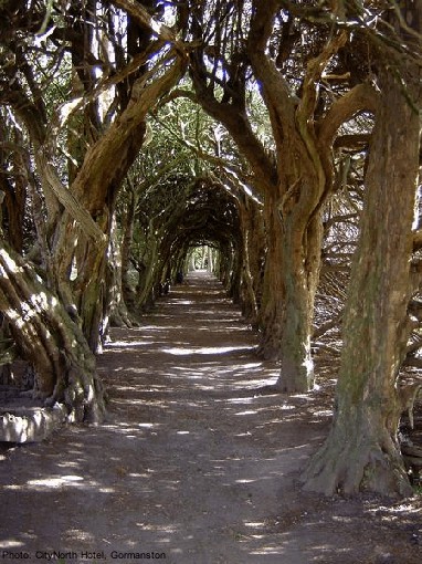 The tunnel of ewe trees leading to the frontn doors of gormanston castle