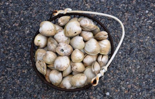 cape cod and clams go hand in hand