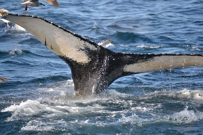 you have to be quick to spot a whale on a cape cod boat trip
