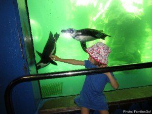 Penguins at mystic aquarium