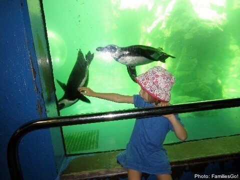 Penguins at mystic aquarium