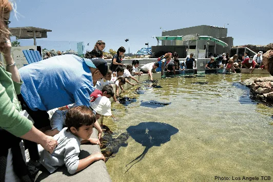 aquarium of the pacific touch tank in los angeles