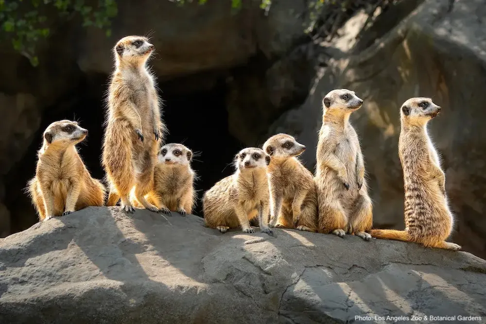 The Best 10 Things To Do With Kids In Los Angeles Meerkats are just some of the african mammals that make the los angeles zoo popular with families.