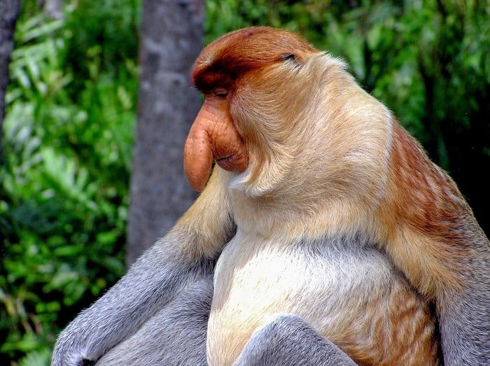 Proboscis monkey in baku park