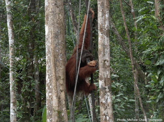 the orangutans in emenggoh wildlife centre, borneo