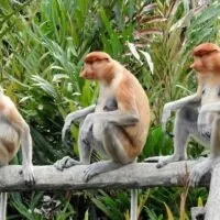monkeys are a big reason to visit Borneo