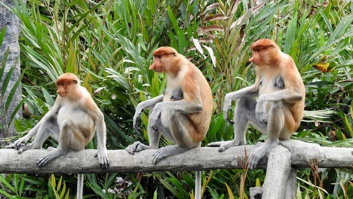 monkeys are a big reason to visit Borneo
