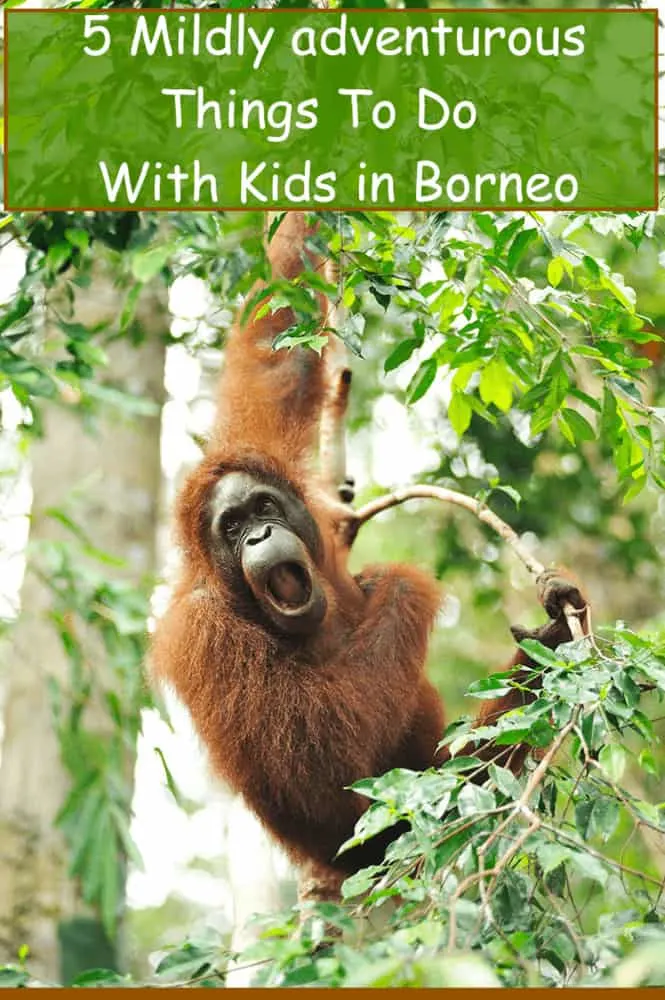 you travel to borneo, malaysia on vacation is to see fantastic wild animals and eat good food. here are 5 things to do with kids while staying in kuching.