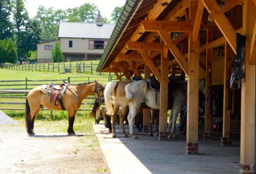 Horses waiting to ride at ironstone stables