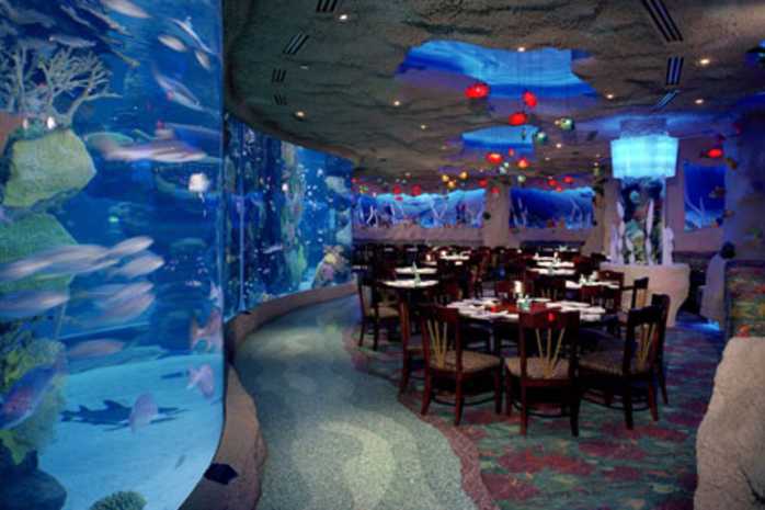 Dining tankside at the denver aquarium restaurant