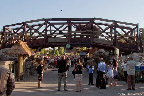 11 Top U.s. Zoos Your Family Will Be Wild About Elephant at the denver zoo