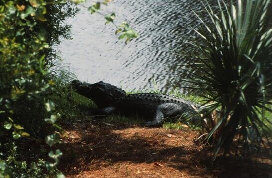 Kiawah island alligator