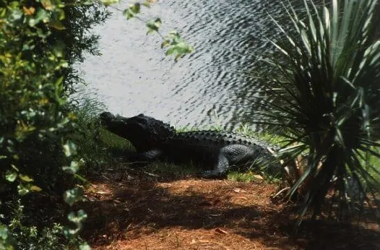 kiawah island alligator