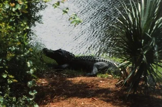 Kiawah island alligator