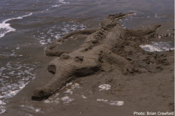 sand gator on kiawah island
