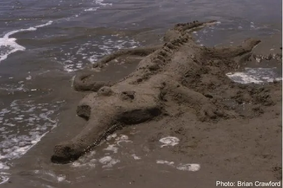 Sand gator on kiawah island
