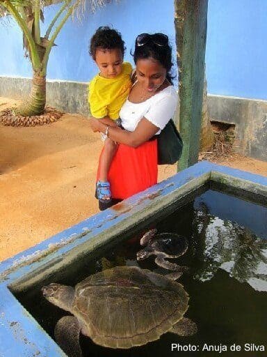 Kosgoda sea turtle project1. Jpg 1