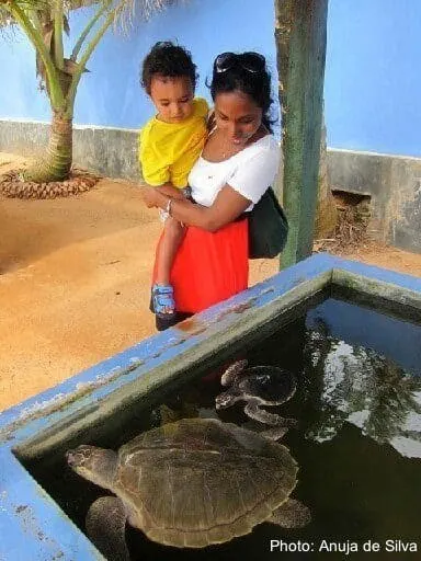 kosgoda sea turtle project1.jpg 1