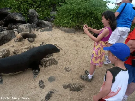 photographing seals on the galapagos