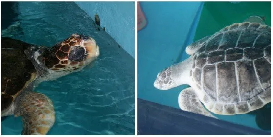 florida aquariums include mote aquarium's turtles