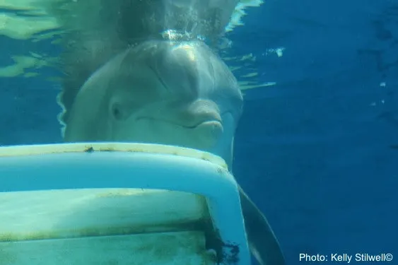 florida aquariums have winter