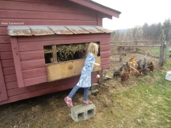 collecting eggs is the kids' job when you stay at rosebarb farm near ithaca