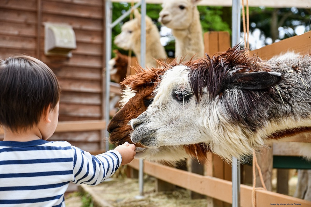 a toddler feeds an alapaca on a family vacation