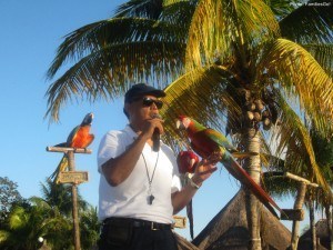 The parrot show at grand bahia principe