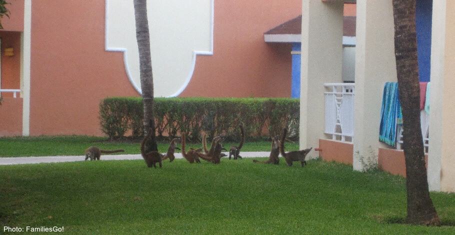 raccoon-like animals exploring the grand bahia principe resort