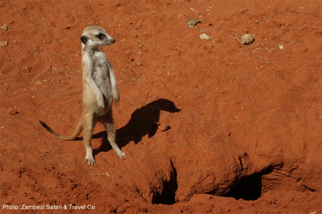 safari encounter: a meerkat in the kalahari