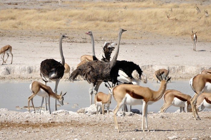 early risers get the best views of animals like these on safari trips.