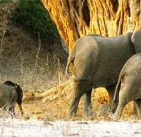safari sighting: elephants in Zambezi