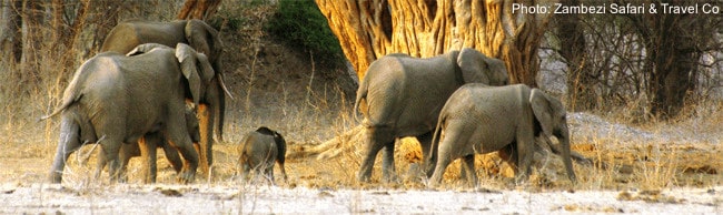 safari sighting: elephants in Zambezi