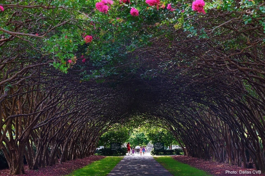 The greenery of the dallas arboretum