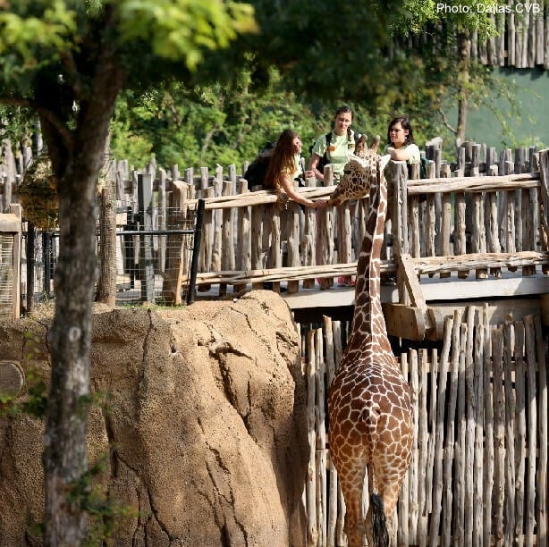 feeding giraffes at the dallas zoo