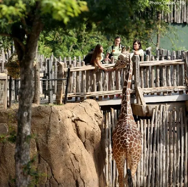 Do These 5 Dallas Things With Kids Feeding giraffes at the dallas zoo