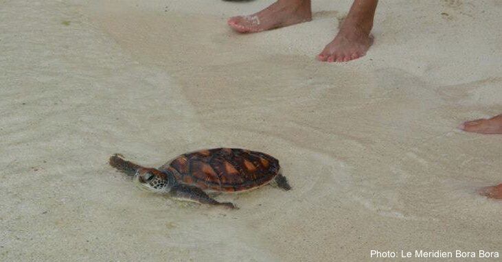 hatching baby turtles in bora bora