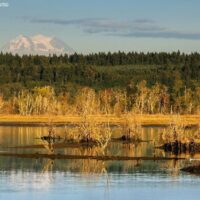 mount rainier from nisqually wildlife refuge