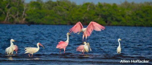 birds at the ding darling refuge