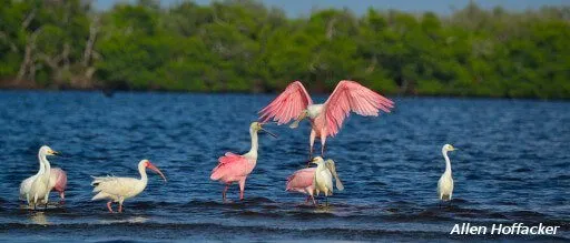 birds at the ding darling refuge