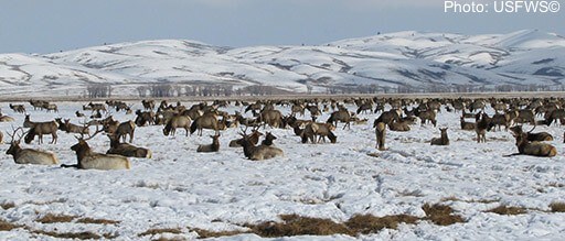 elk herds in winter at the elk refuge