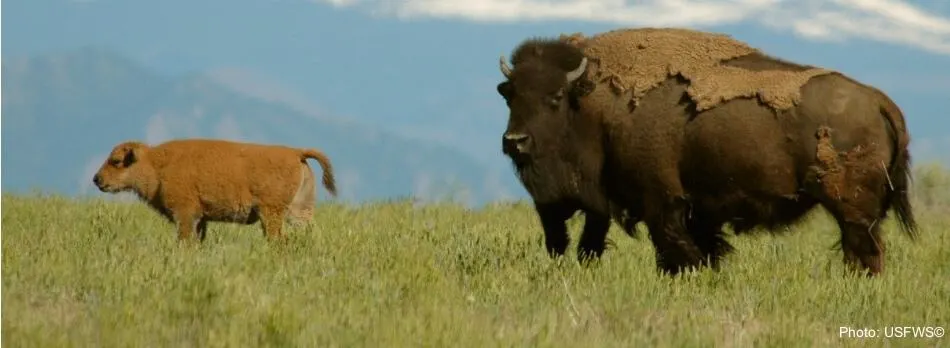 buffalo roaming at the rocky mountain arsenal refuge
