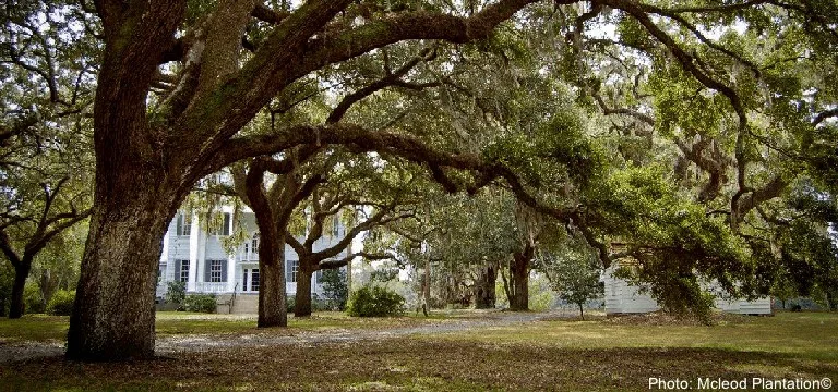 the live oaks at mcleod plantation outside of charleston welcome visitors.