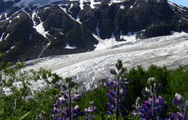 kenai fjords national park.