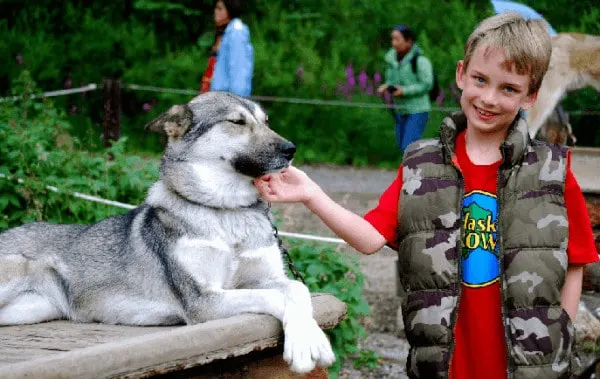 a boy with denali national park's canine patrol