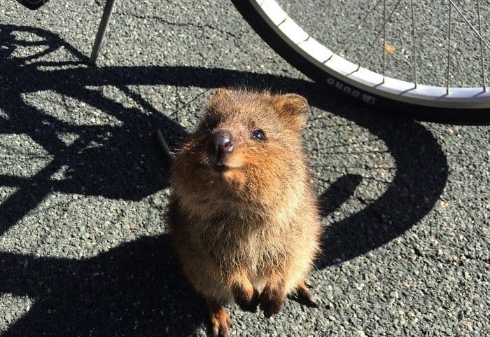 Critter might try to join your ride on rottnest island