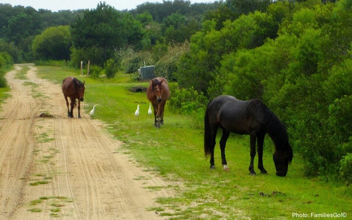 Wild horses on corolla, outer banks