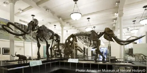 Top Kid-Friendly Museums In The U.s. &Amp; Canada spend the night at the museum with these bones