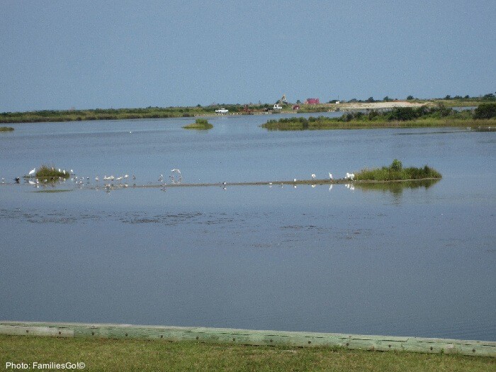 birds at the pea island wildlife refuge, outer banks