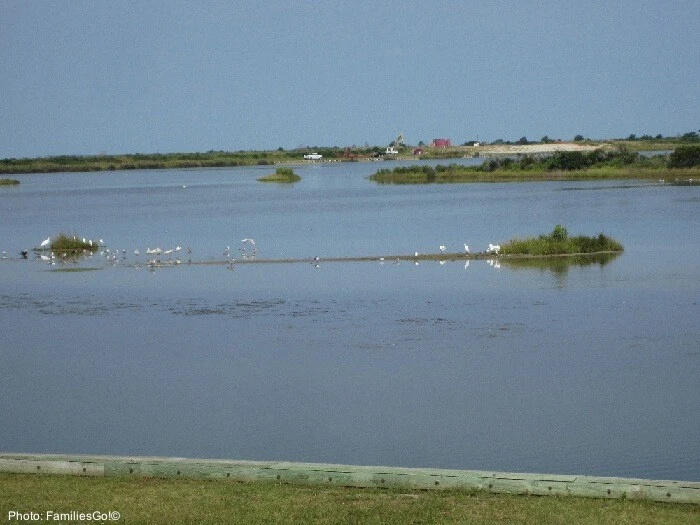 6 Unique Outer Banks Things To Do Outdoors With Kids Birds at the pea island wildlife refuge, outer banks